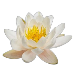 Water Lily